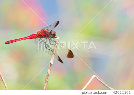 Conosimetorbos (male) 42611161