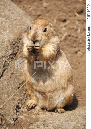草原土撥鼠·3 42611630