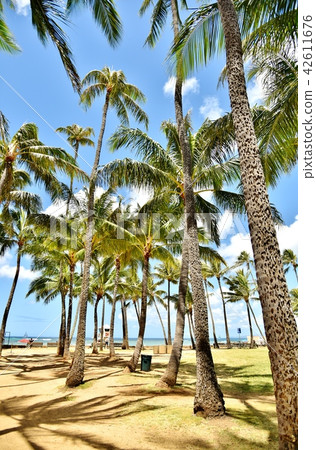 夏威夷的假期 夏威夷的假期 42611676