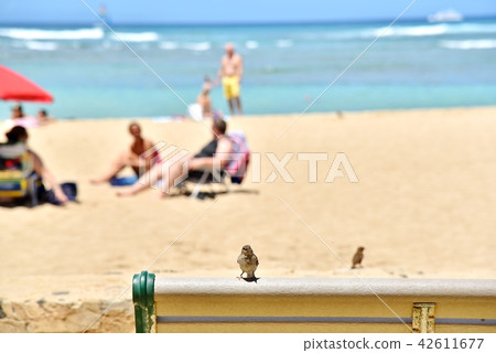 夏威夷的假期 42611677