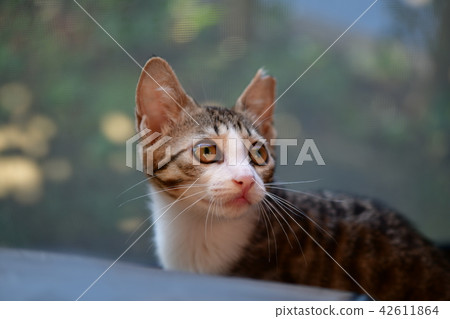 Cute kittens 42611864