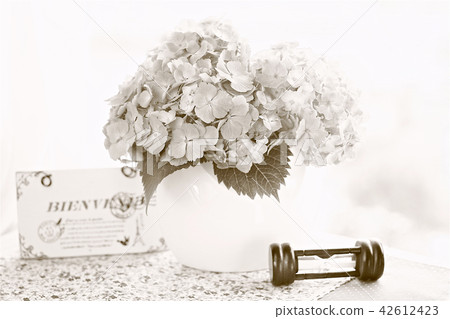 Sepia Hydrangea hydrangea hydrangea in vase, indoor studio 1 42612423