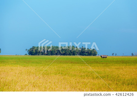 rice, rice field, blue sky, Sri Lanka rice, rice field, blue sky, Sri Lanka 42612426