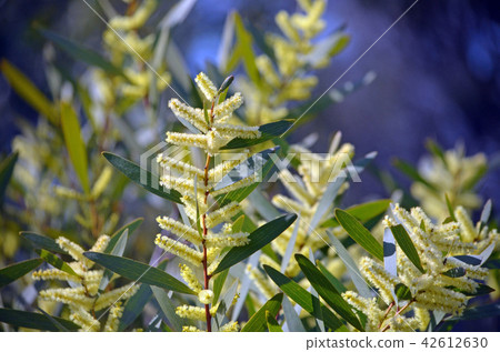Australian native Sydney Golden Wattle flowers Australian native Sydney Golden Wattle flowers 42612630