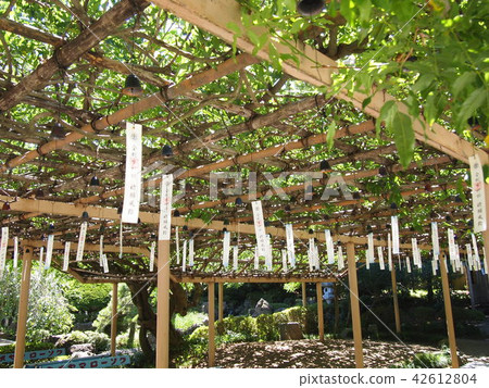 Miyagi ken Iwanuma-shi gold snake water shrine summer wisteria wind chimes 2 42612804