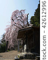 明和寺的Shidarezakura 42612996