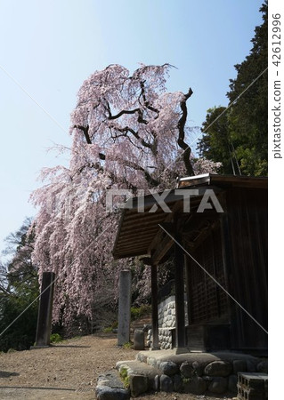 明和寺的Shidarezakura 明和寺的Shidarezakura 42612996