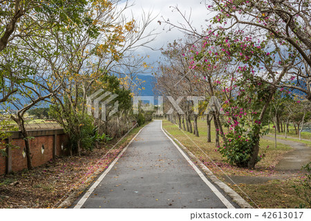 road with trees 42613017