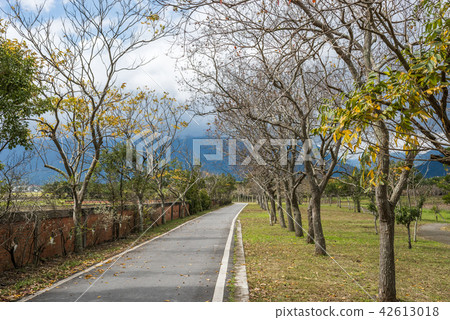 road with trees road with trees 42613018