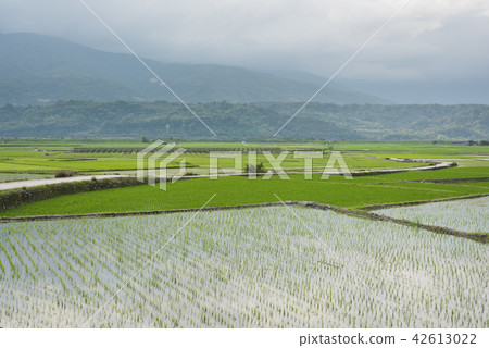 green rice farm green rice farm 42613022
