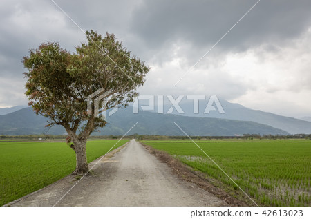 road with tree 42613023