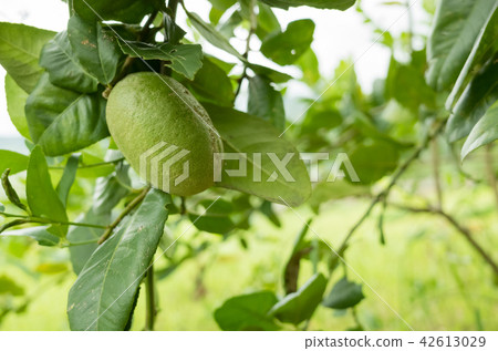 green lemon fruit green lemon fruit 42613029