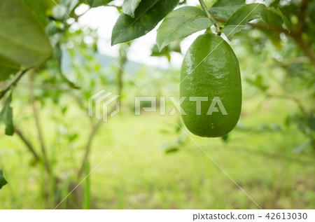 green lemon fruit 42613030
