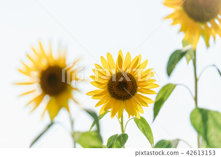 白背向日葵 42613153