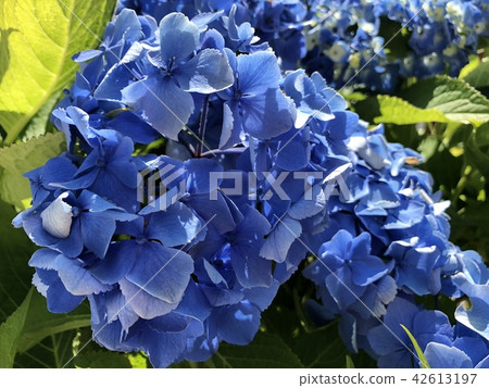 hydrangea hydrangea 42613197