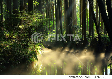 Ushidogawa河在夏天 42613199