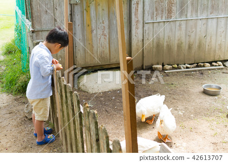 A boy feeding a duck A boy feeding a duck 42613707