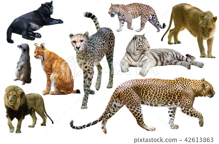 Set of African predators isolated over white Set of African predators isolated over white 42613863
