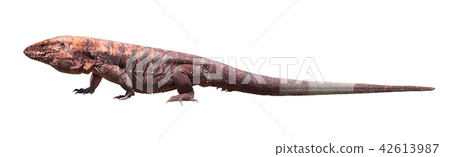 Argentine red tegu isolated 42613987