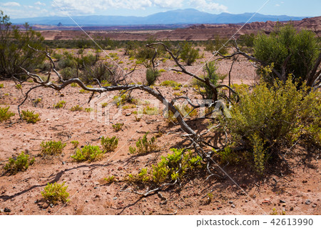 Desert landscape of province of La Rioja 42613990