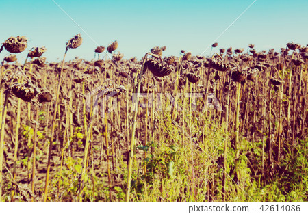 Ripened sunflowers Ripened sunflowers 42614086