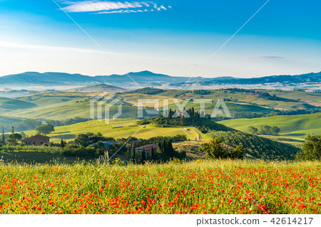 Beautiful landscape of hilly Tuscany in summer Beautiful landscape of hilly Tuscany in summer 42614217
