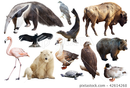 Set of fauna of North American animals. - Stock Photo [42614268] - PIXTA