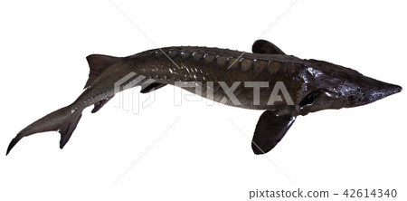 Image of raw sturgeon isolated on white background Image of raw sturgeon isolated on white background 42614340