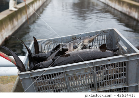 Fresh sturgeon in plastic box Fresh sturgeon in plastic box 42614415