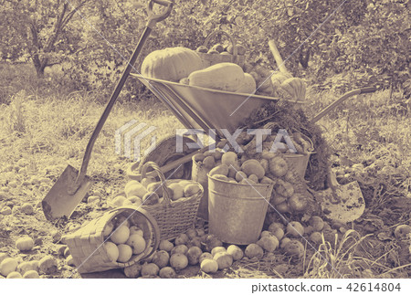crop of vegetables in the garden crop of vegetables in the garden 42614804