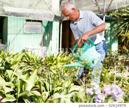 Elderly gardener watering plants 42614979