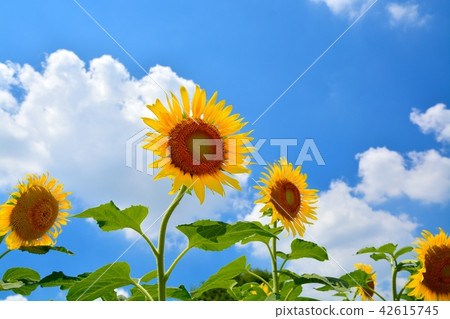 Sunflower in full bloom and blue sky (N) Sunflower in full bloom and blue sky (N) 42615745
