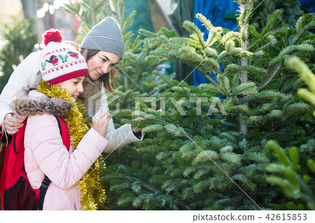 glad girl with mom choosing New Year's tree 42615853