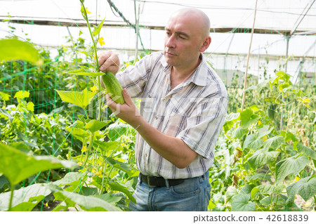 Man professional gardener picking cucumbers in greenhouse 42618839