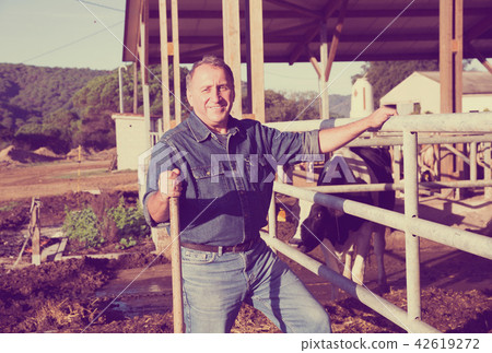 Portrait of smiling mature man farmer in cowshed Portrait of smiling mature man farmer in cowshed 42619272