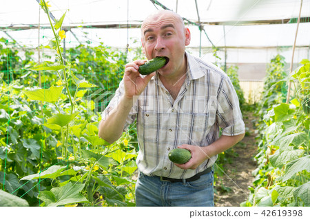 Farmer tasting ripe cucumber 42619398