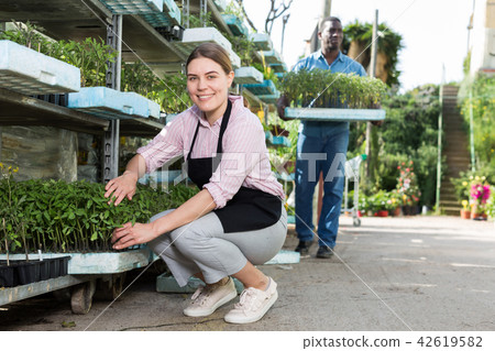 Female arranging seedlings in glasshouse 42619582