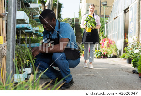 Gardener working with seedlings in greenhouse Gardener working with seedlings in greenhouse 42620047
