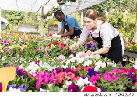 Florist girl working in greenhouse 42620149