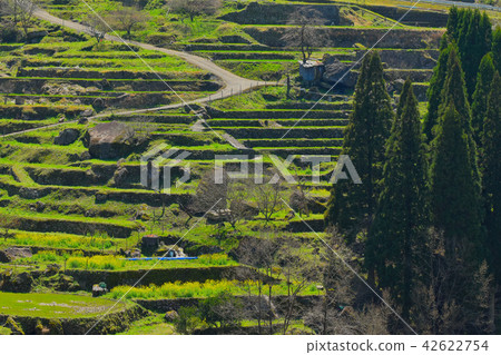 Matsuya Rice Terraces 42622754