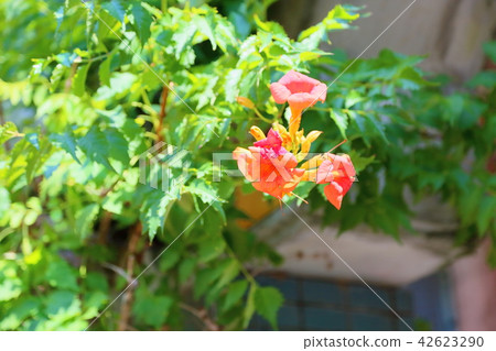 新手kazura的花 新手kazura的花 42623290