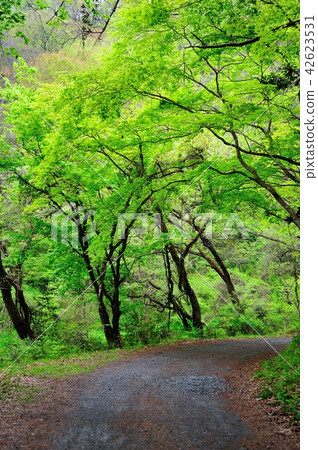 Teiji Gorge 42623531