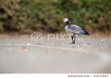 An Barnacle goose An Barnacle goose 42623663