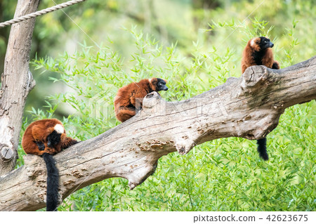 two Red ruffed lemur two Red ruffed lemur 42623675
