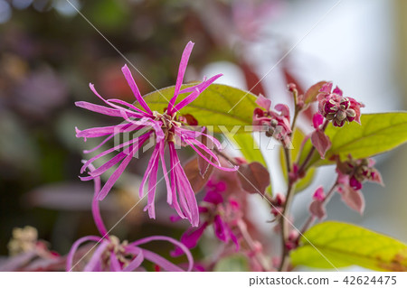 紅花Tokiwamansaku 42624475