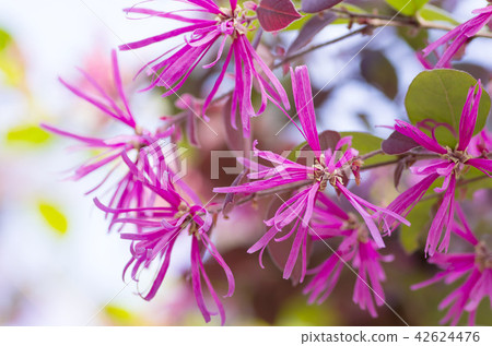 紅花Tokiwamansaku 42624476