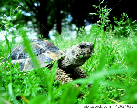 Walk with a tortoise 42624633