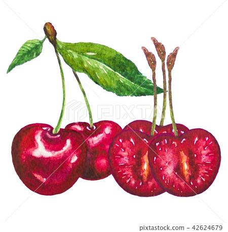 Cherry fruits painting.Painted with watercolor.	 42624679