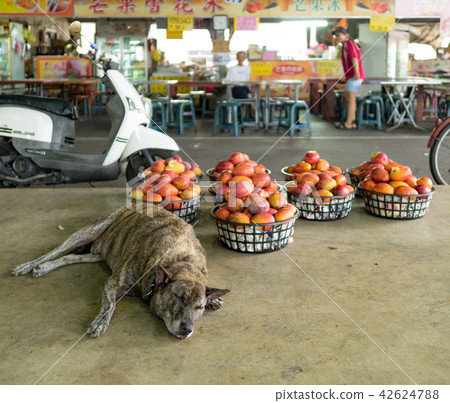 玉井芒果批發市場 42624788