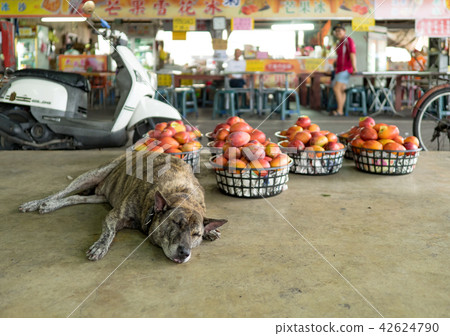 玉井芒果批發市場 42624790